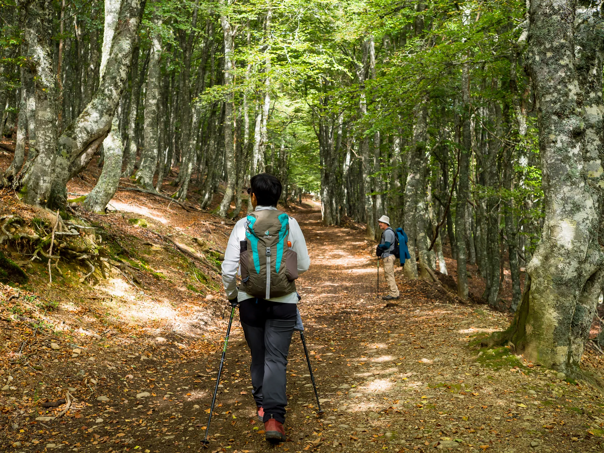 Ruta de los bosques y las brañas en el Suroccidente asturiano